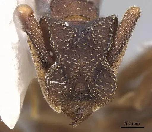 Cyphomyrmex dixus - CASENT0923109