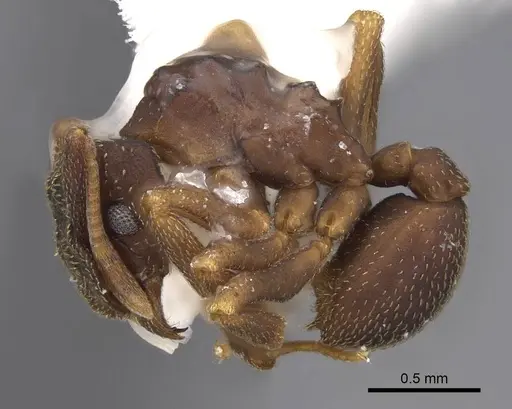 Cyphomyrmex dixus - CASENT0923109