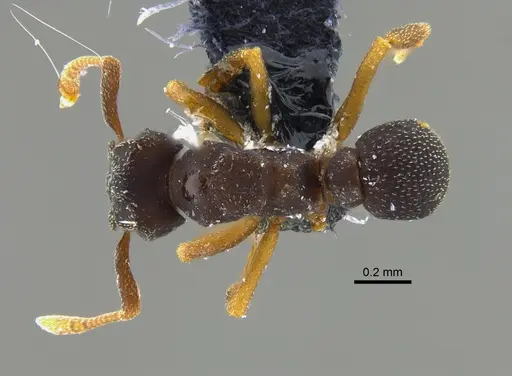 Cyphomyrmex dixus - CBUMAGENT42003