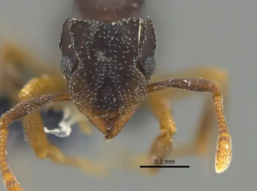 Cyphomyrmex dixus - CBUMAGENT42003