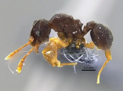 Cyphomyrmex dixus - CBUMAGENT42003