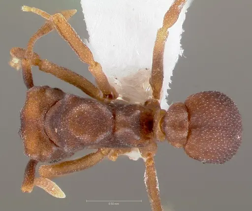 Cyphomyrmex flavidus specimen