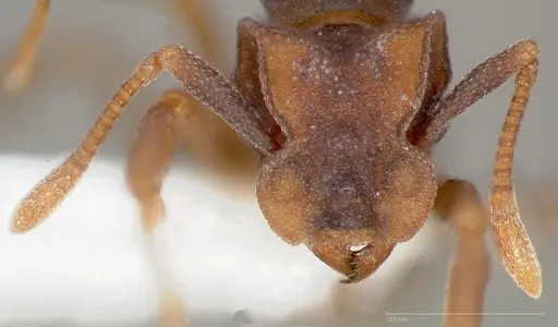 Cyphomyrmex flavidus specimen
