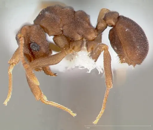 Cyphomyrmex flavidus specimen