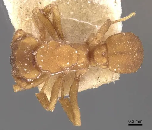 Cyphomyrmex flavidus - CASENT0909381