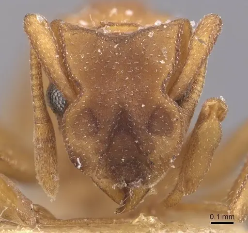 Cyphomyrmex flavidus - CASENT0909381