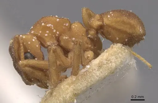 Cyphomyrmex flavidus - CASENT0909381