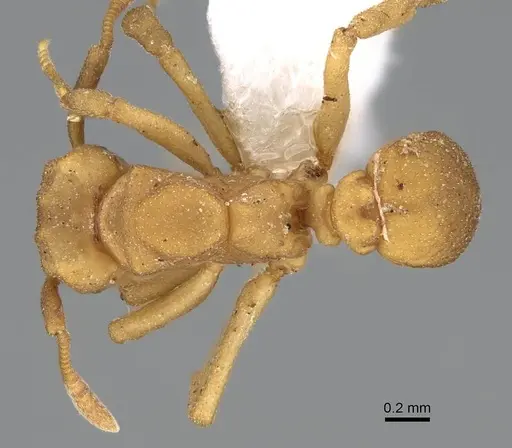 Cyphomyrmex flavidus - CASENT0922121