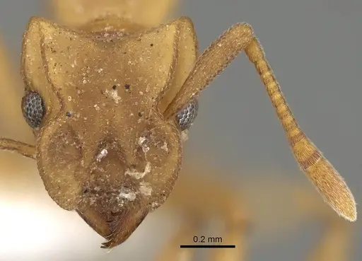 Cyphomyrmex flavidus - CASENT0922121