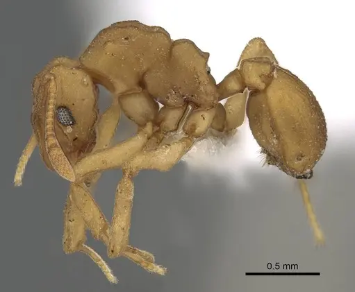 Cyphomyrmex flavidus - CASENT0922121