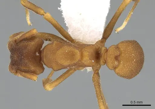 Cyphomyrmex flavidus - CASENT0922122