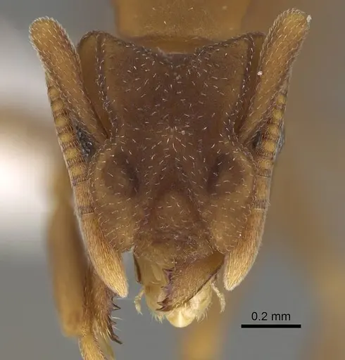 Cyphomyrmex flavidus - CASENT0922122