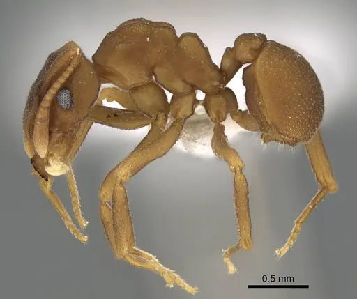 Cyphomyrmex flavidus - CASENT0922122