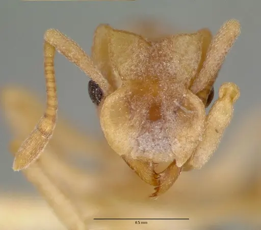 Cyphomyrmex flavidus - CASTYPE00657