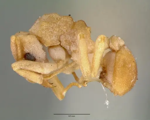 Cyphomyrmex flavidus - CASTYPE00657