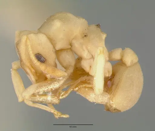 Cyphomyrmex flavidus - CASTYPE00658