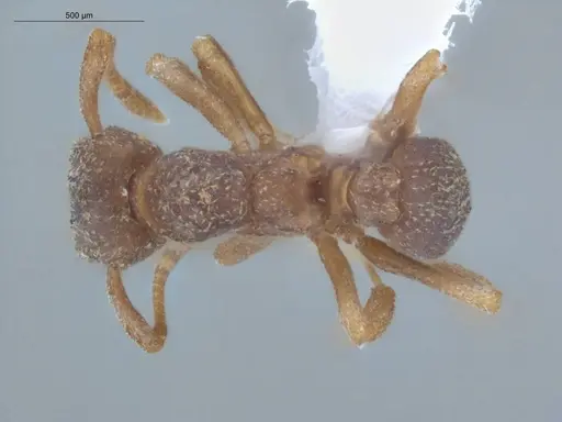 Cyphomyrmex flavidus - ECOFOG-LA15-0050-05