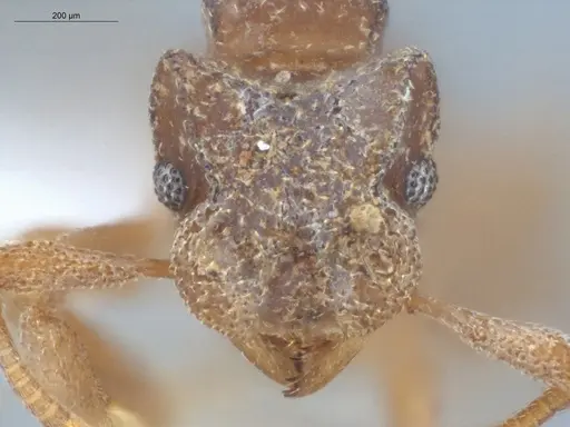 Cyphomyrmex flavidus - ECOFOG-LA15-0050-05