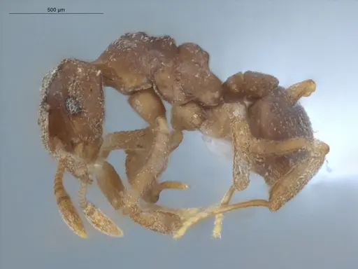 Cyphomyrmex flavidus - ECOFOG-LA15-0050-05