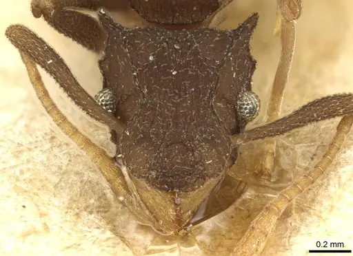 Cyphomyrmex foxi specimen