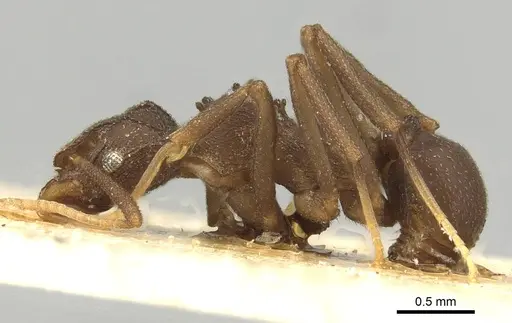 Cyphomyrmex foxi specimen