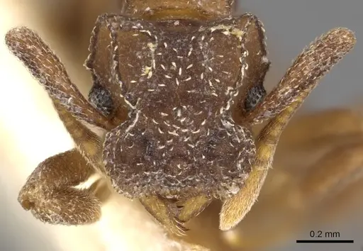 Cyphomyrmex hamulatus specimen