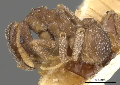 Cyphomyrmex hamulatus specimen