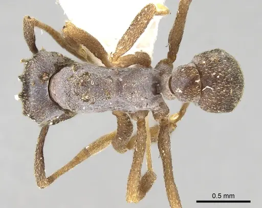 Cyphomyrmex kirbyi specimen