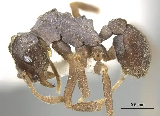 Cyphomyrmex kirbyi specimen