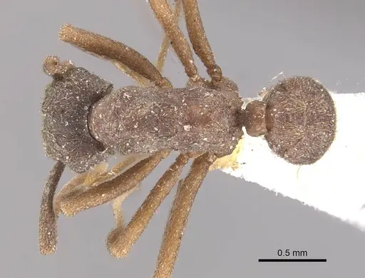 Cyphomyrmex kirbyi - CASENT0909374