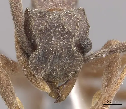 Cyphomyrmex kirbyi - CASENT0909374