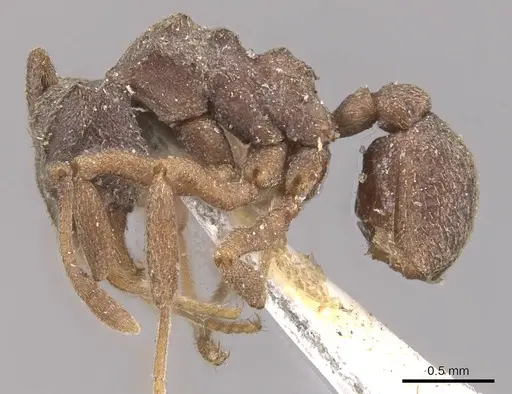 Cyphomyrmex kirbyi - CASENT0909374