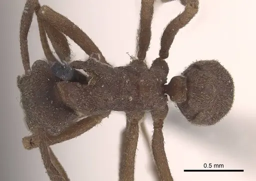 Cyphomyrmex kirbyi - CASENT0919612