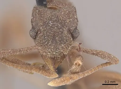 Cyphomyrmex kirbyi - CASENT0919612