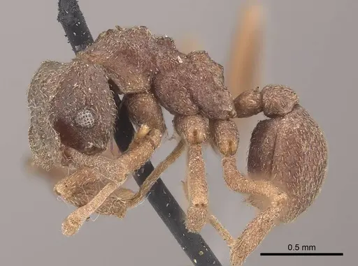 Cyphomyrmex kirbyi - CASENT0919612