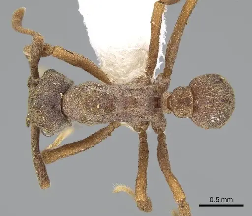 Cyphomyrmex kirbyi - CASENT0922123