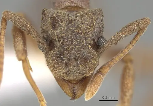 Cyphomyrmex kirbyi - CASENT0922123