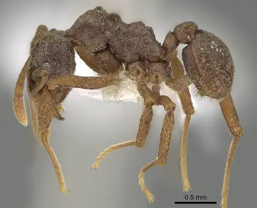 Cyphomyrmex kirbyi - CASENT0922123