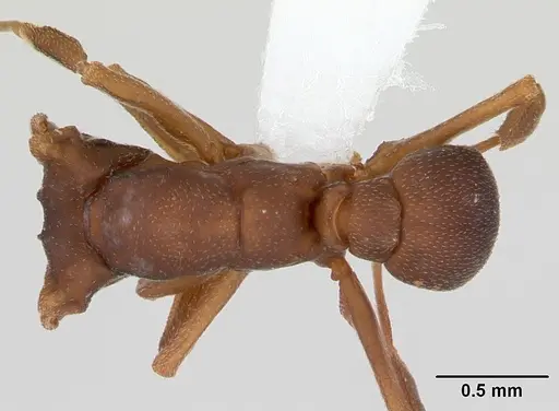Cyphomyrmex laevigatus specimen