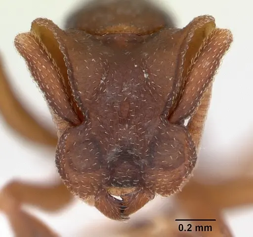 Cyphomyrmex laevigatus specimen