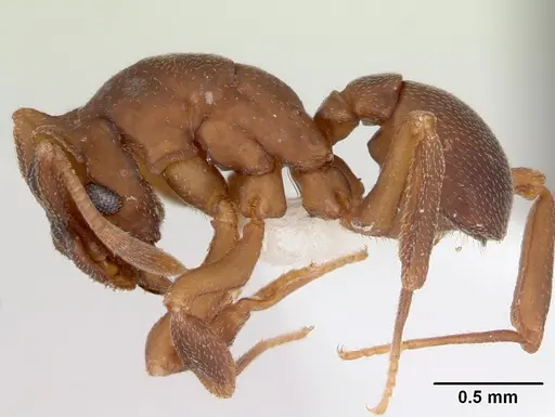 Cyphomyrmex laevigatus specimen
