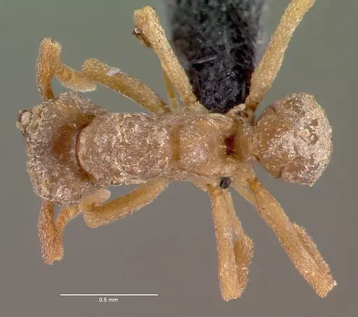 Cyphomyrmex longiscapus specimen