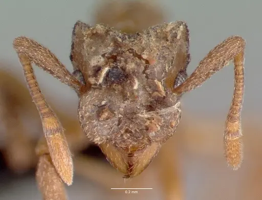 Cyphomyrmex longiscapus specimen