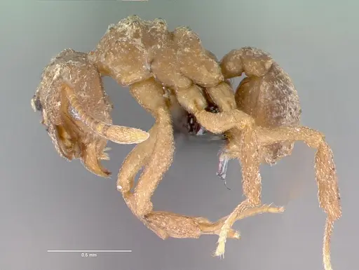 Cyphomyrmex longiscapus specimen