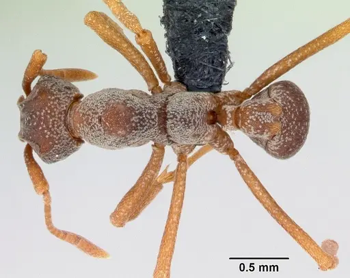 Cyphomyrmex longiscapus - CASENT0052777