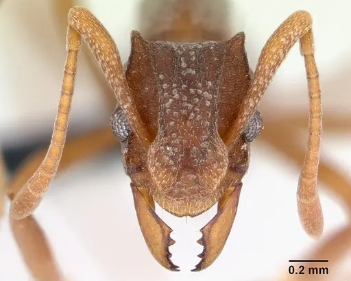 Cyphomyrmex longiscapus - CASENT0052777