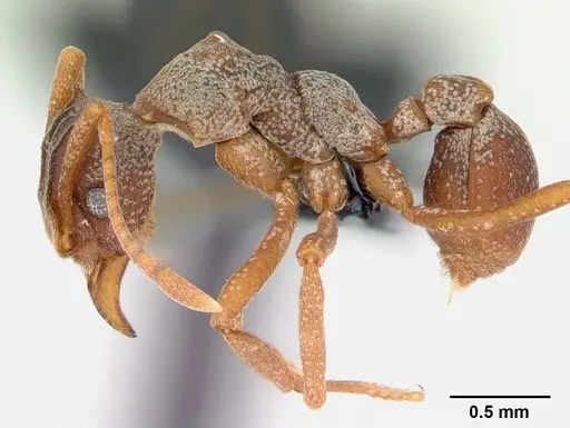 Cyphomyrmex longiscapus - CASENT0052777