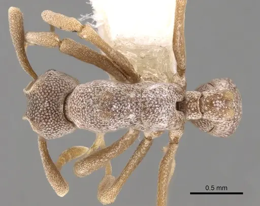 Cyphomyrmex longiscapus - CASENT0281764