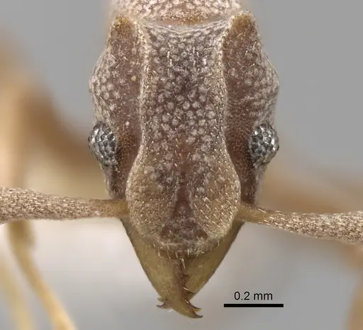 Cyphomyrmex longiscapus - CASENT0281764