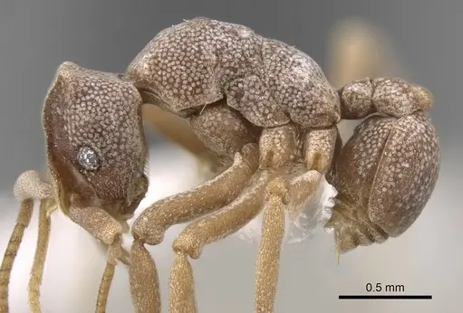 Cyphomyrmex longiscapus - CASENT0281764